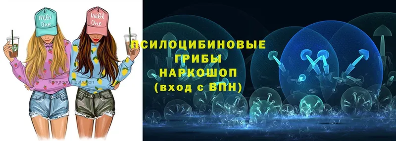 купить закладку  Гатчина  Псилоцибиновые грибы MAGIC MUSHROOMS 